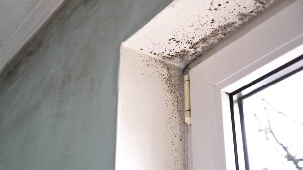 Best Real Estate Mold Inspection  in Cave City, KY